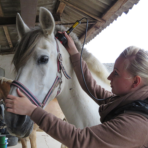 tierphysiotherapie pferd