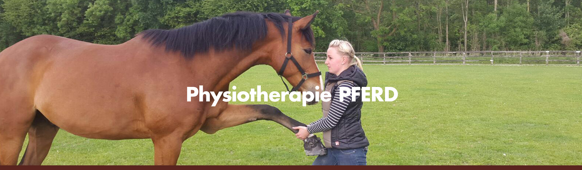 physiotherapie pferd